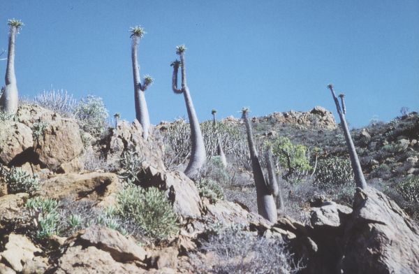 Bild mehrerer Exemplare "Pachpodium Namaquanum"
