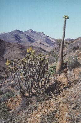 Bild eines Pachypodium-Namaquanums
